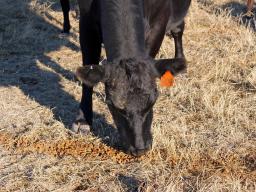 Meeting protein requirements of cattle eating low quality forage through supplementation is one point of leverage in a cattle operation.  Photo courtesy of Troy Walz.