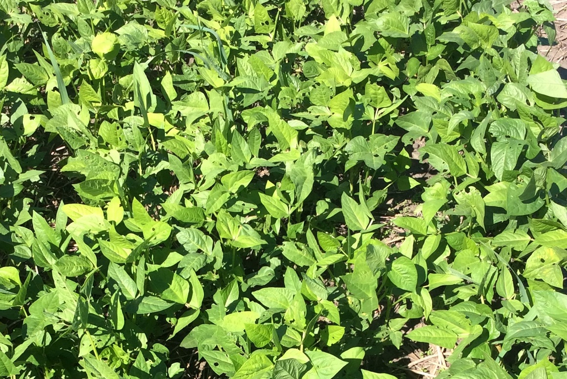 Little information is available on the amount of N that is fixed when legumes are grown as cover crops.  Photo courtesy of Daren Redfearn.