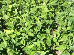 Little information is available on the amount of N that is fixed when legumes are grown as cover crops.  Photo courtesy of Daren Redfearn.