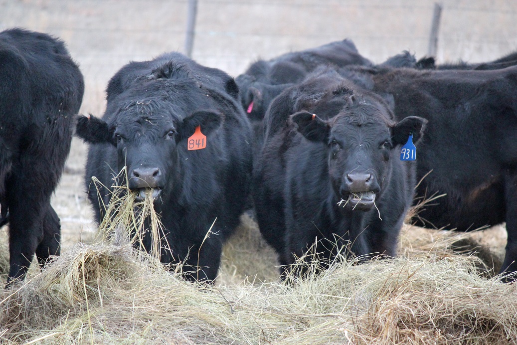 A key factor to keep in mind is that as calving draws near, the cow’s nutrient demands rise, and energy needs double once lactation starts.  Photo courtesy of Troy Walz.