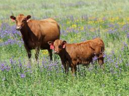 Grazing, reproduction, economics, and cattle health will be discussed at the Ranching for Profitability programs.  Photo courtesy of Troy Walz.