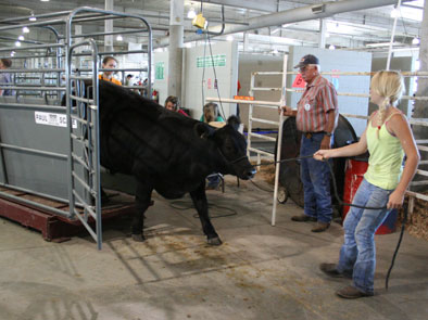 Beef Weigh-in at the Lancaster County Super Fair