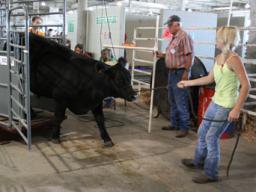 Beef Weigh-in at the Lancaster County Super Fair