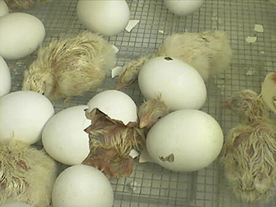 Watch chicks and other poultry hatch on 4-H EGG Cam! Part of the Lancaster County 4-H Embryology school enrichment program.