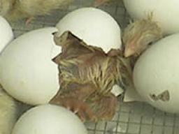 Watch chicks and other poultry hatch on 4-H EGG Cam! Part of the Lancaster County 4-H Embryology school enrichment program.