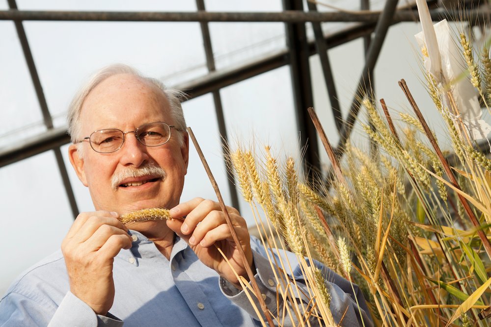 Stephen Baenziger, professor of agronomy and horticulture at the University of Nebraska-Lincoln will lead a three-year, $975,000 research project focused on the development of hybrid wheat.  Craig Chandler | University Communication 