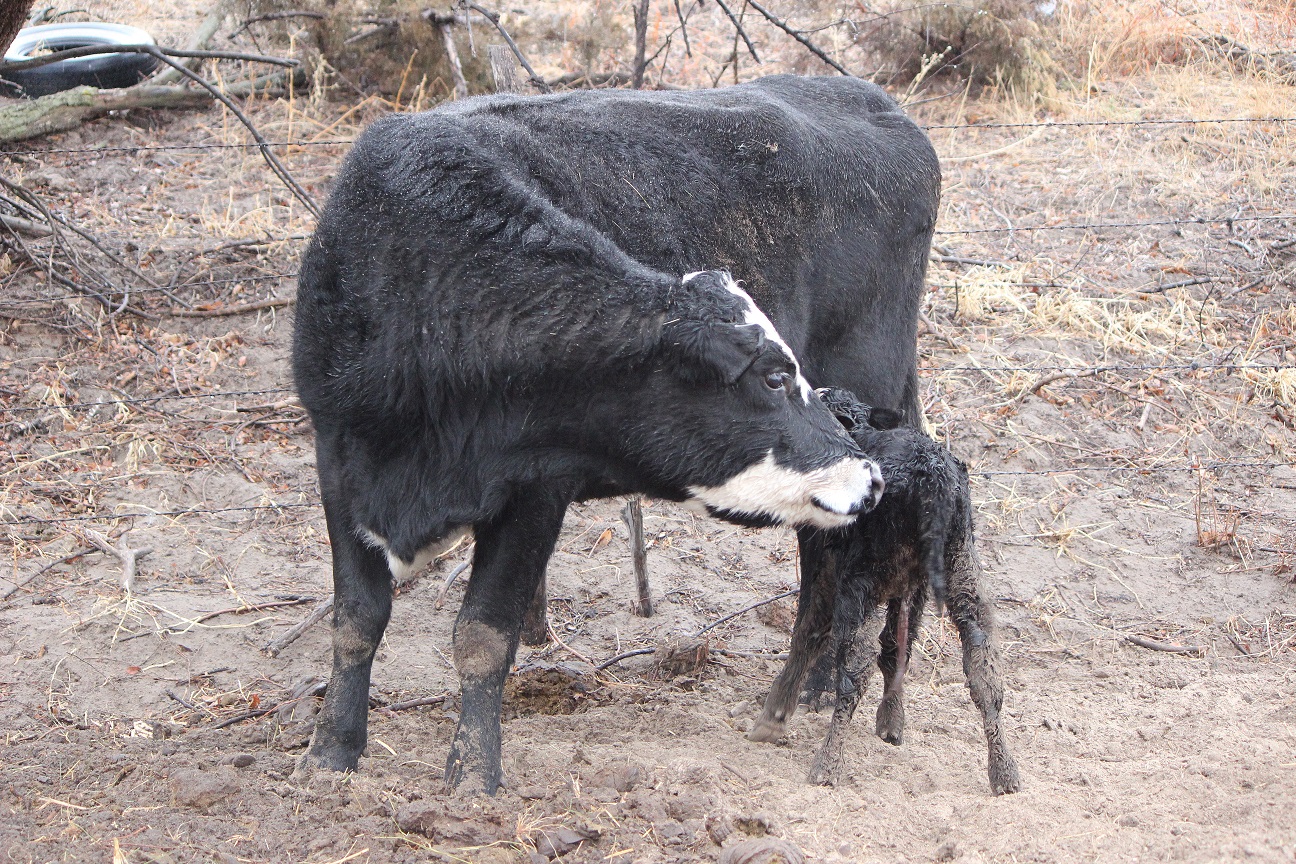 Once the heifer calves and lactation starts both her protein and energy needs will increase substantially.  Photo courtesy of Taryn Groves, Groves Ranch, Ashby, NE.  