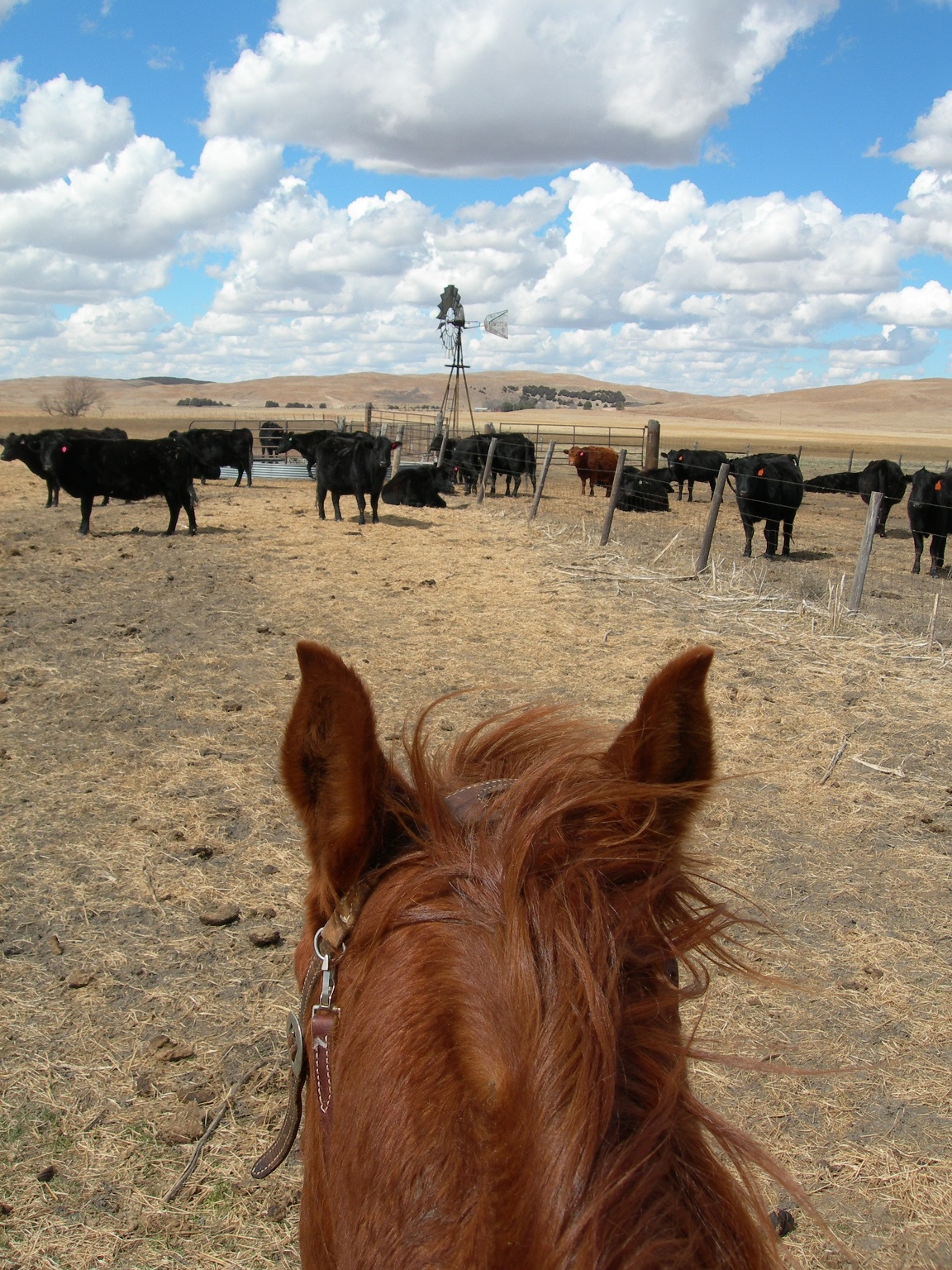 Nebraska Extension is increasing its efforts to help producers who rely on annual operating notes.  Photo courtesy of Troy Walz.