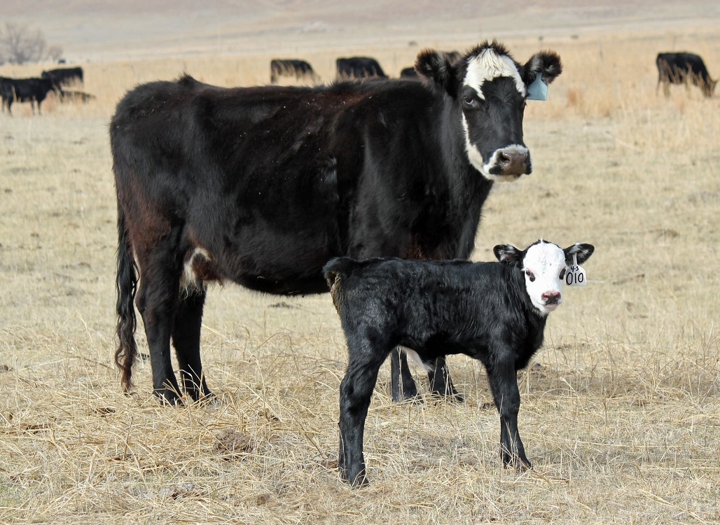 Having a plan and preparing ahead of time for the calving season can help to minimize calf loss.  Photo courtesy of Troy Walz. 
