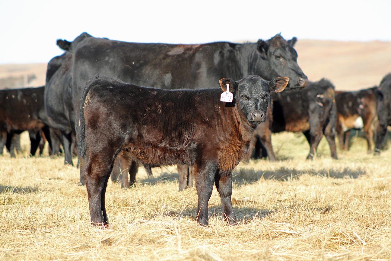 Nebraska Extension will host 16 Beef Profitability Workshops.  Photo courtesy of Troy Walz.
