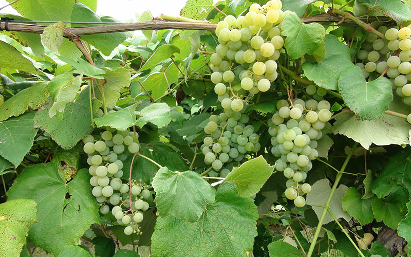 Edelweiss grapes