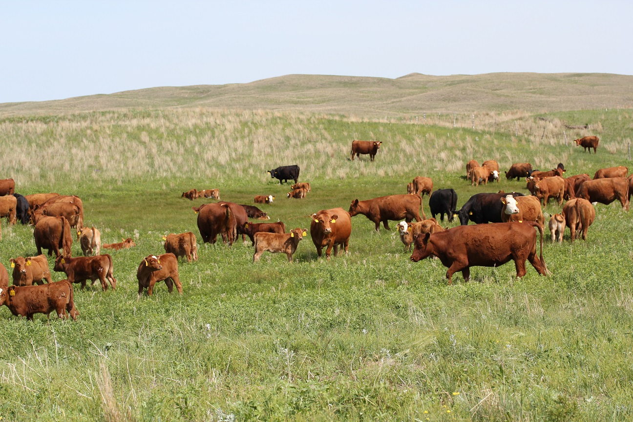 Cost control is the key to profitability of a cow/calf operation.  Photo courtesy of Troy Walz.