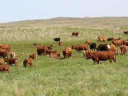 Cost control is the key to profitability of a cow/calf operation.  Photo courtesy of Troy Walz.