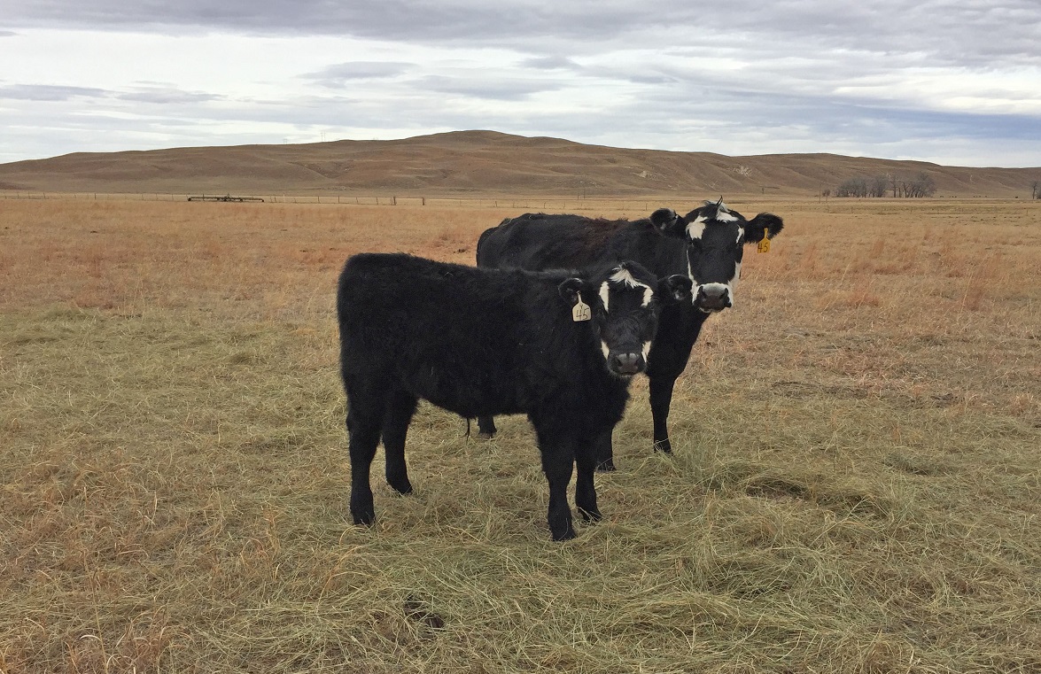 The realized reproductive rate is the percentage of calves weaned from cows that were exposed to breeding.  Photo courtesy of Troy Walz.