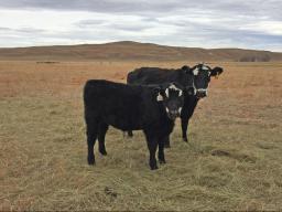 .  The realized reproductive rate is the percentage of calves weaned from cows that were exposed to breeding.  Photo courtesy of Troy Walz.
