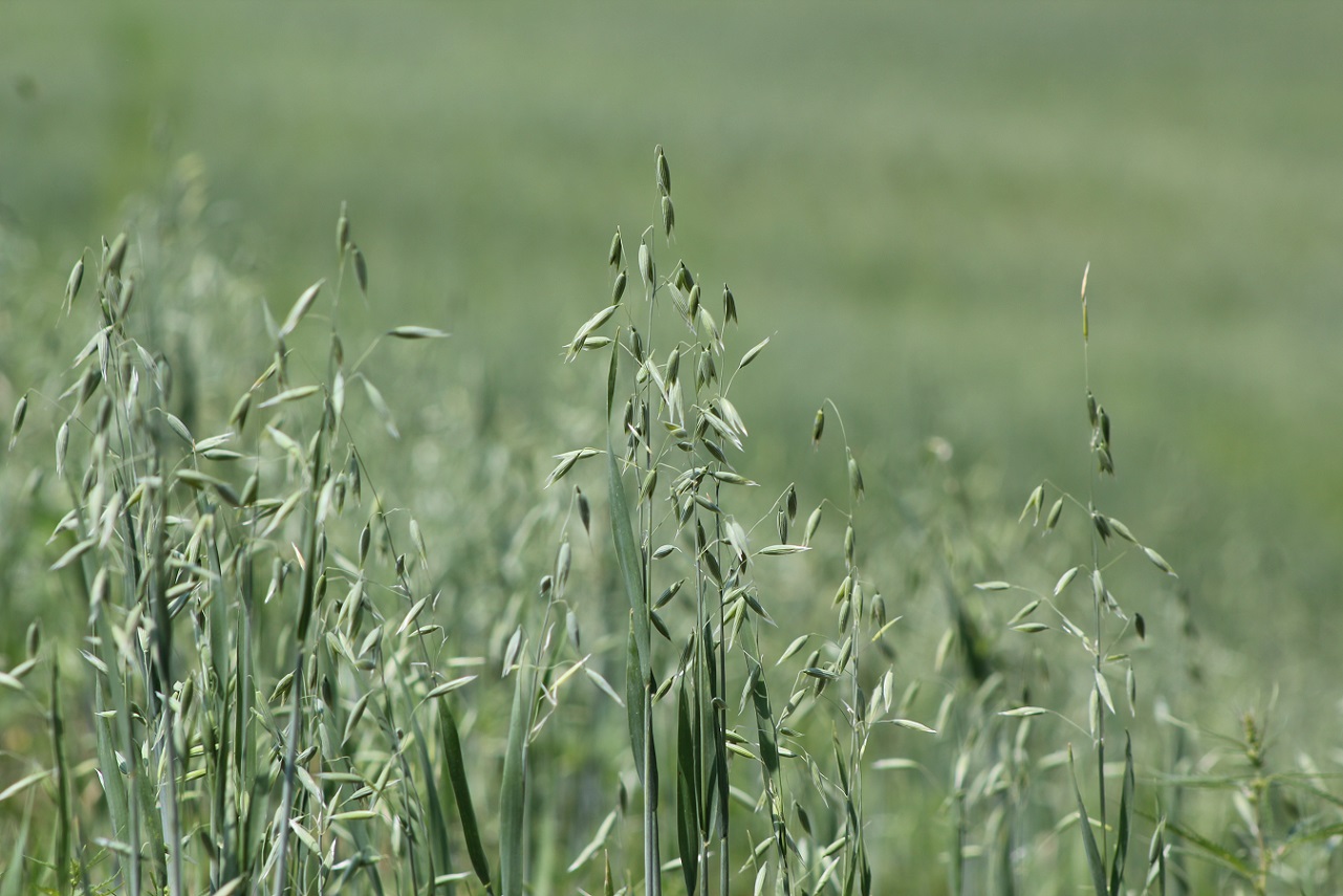  Oats should be a minimum of 6 inches tall before grazing.  Photo courtesy of Troy Walz.