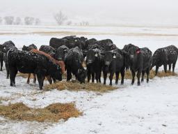 Livestock producers can now insure up to $1 million of revenue from animals and animal products.  Photo courtesy of Troy Walz.
