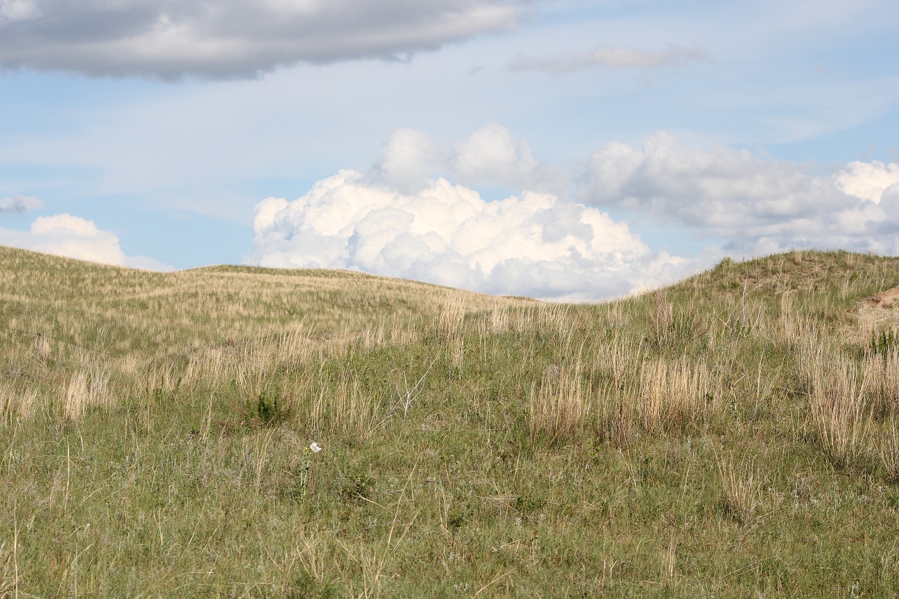 Forage production from pasture and native range can vary significantly from year to year.  Photo courtesy of Troy Walz.