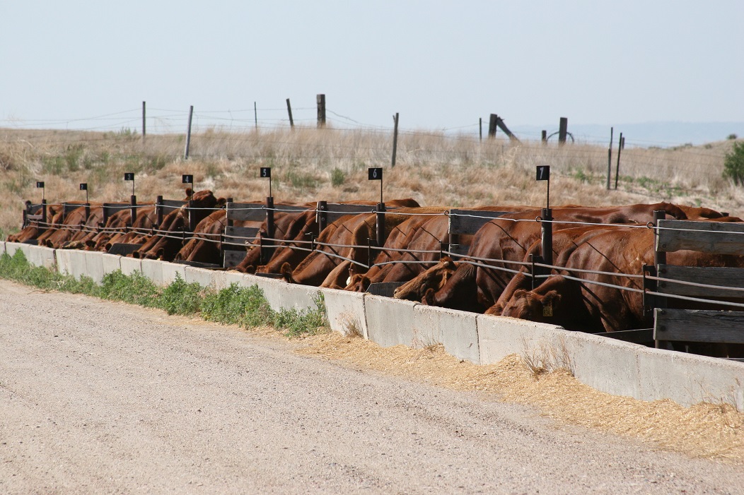 In the scenario of the confinement production cow, how little dry matter can be fed?  Photo courtesy of Karla Jenkins.