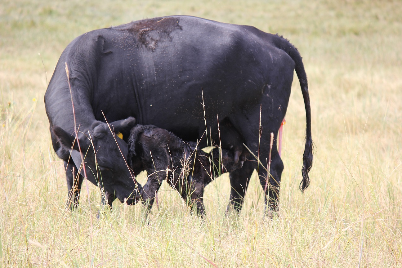How can you move up a late calving cow in the breeding season?  Photo courtesy of Troy Walz.
