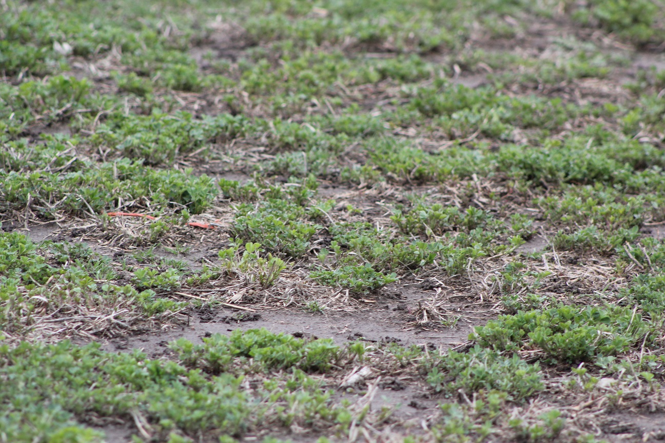 Evaluate your alfalfa stands early this spring to check for winter injury.  Photo courtesy of Troy Walz.