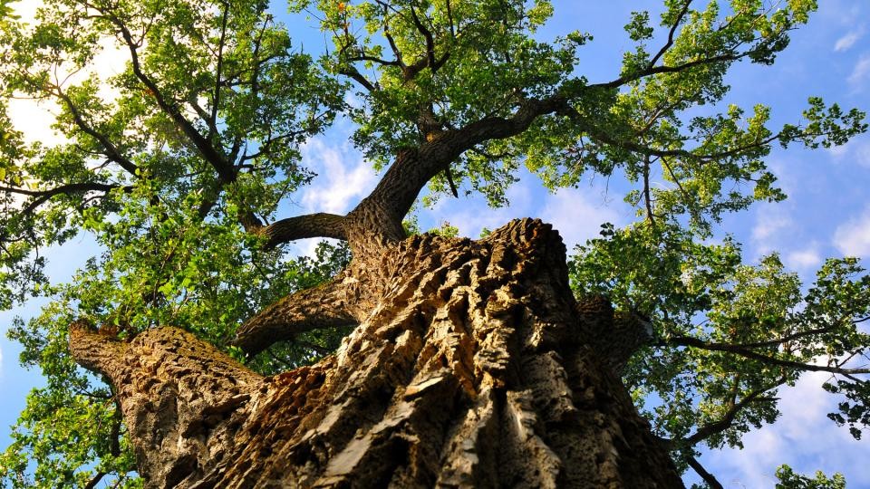 The Eastern Cottonwood located in the middle of UNL's Maxwell Arboretum. | Troy Fedderson, University Communications 