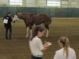 Lancaster County 4-H holds a 4-H Horse Judging Contest every year.