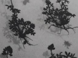 "Herbarium XX: Lupinus texensis" by Lari Radabaugh Gibbons. | Courtesy image