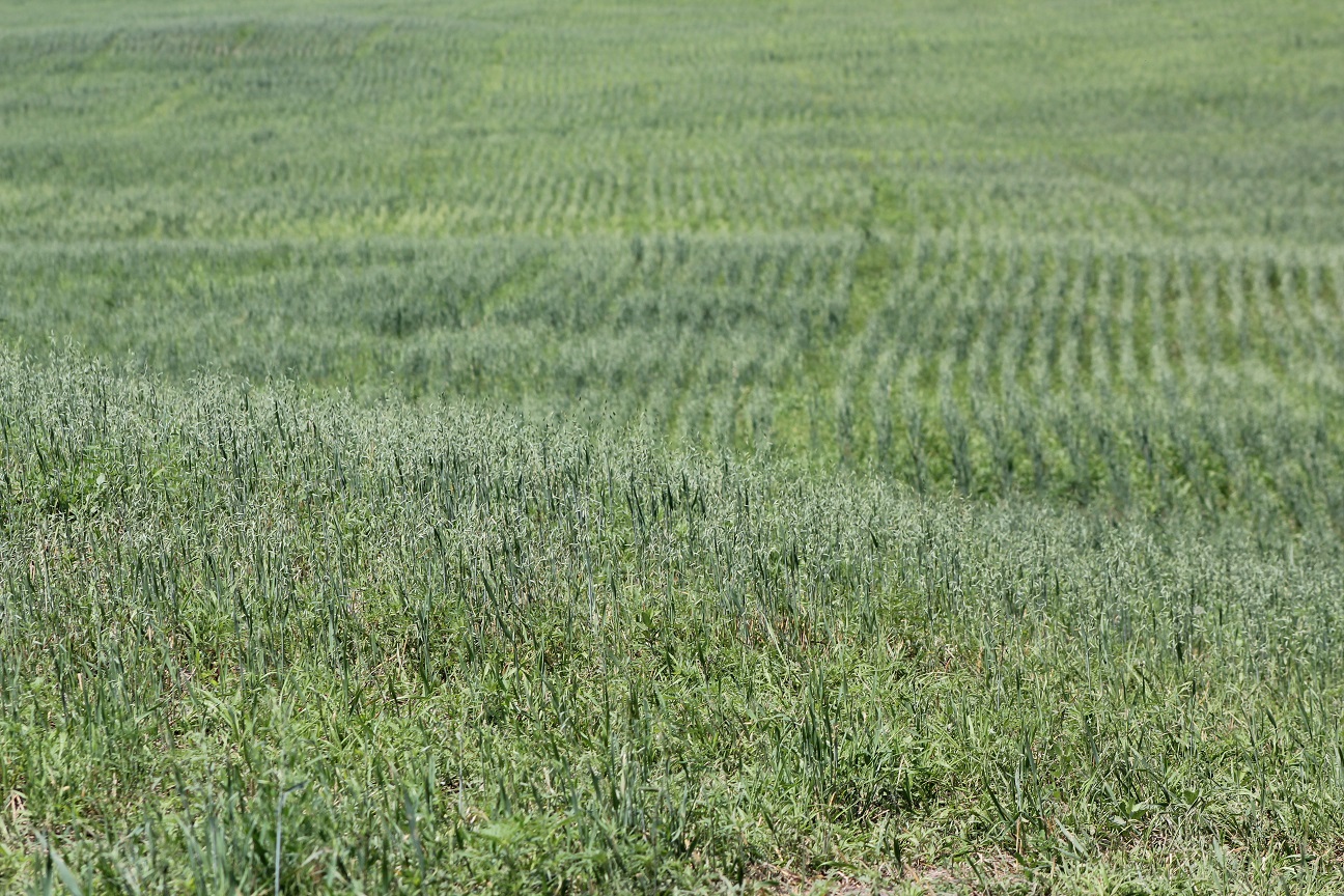 Oat pastures can be very productive and last through early summer.  Photo courtesy of Troy Walz.