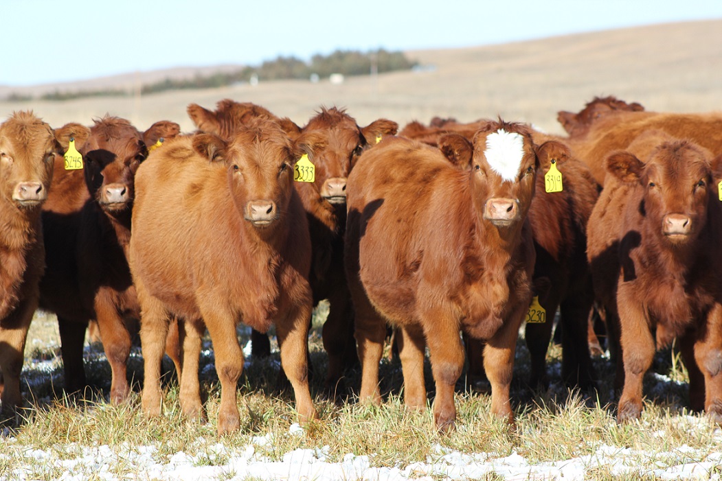 Retaining and developing replacement heifers presents one of the largest expenses to the cow-calf producer.  Photo courtesy of Troy Walz. 