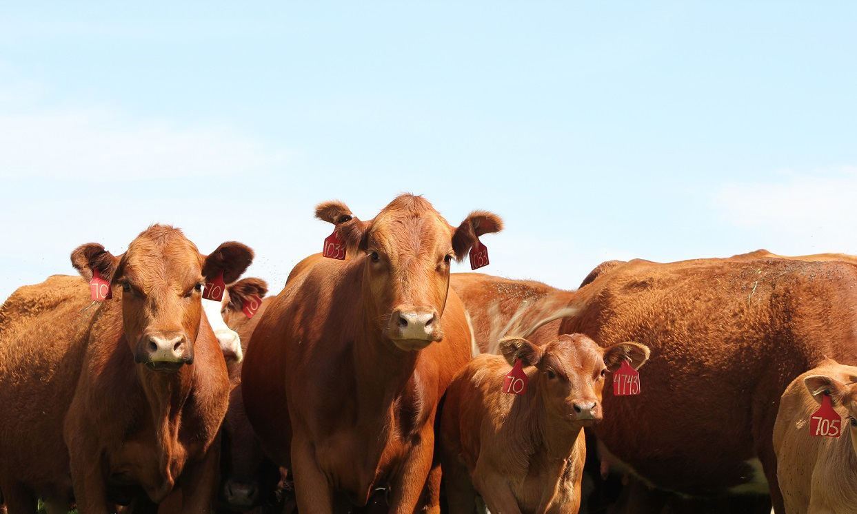 A summer supplementation program designed to reduce grazed forage intake is a viable  strategy for increasing stocking rate if  forage for grazing is limited.  Photo courtesy of Troy Walz.