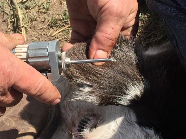 As branding season approaches, consider using calfhood implants as a management strategy to maximize returns.  Photo courtesy of Mitzi Goodman.
