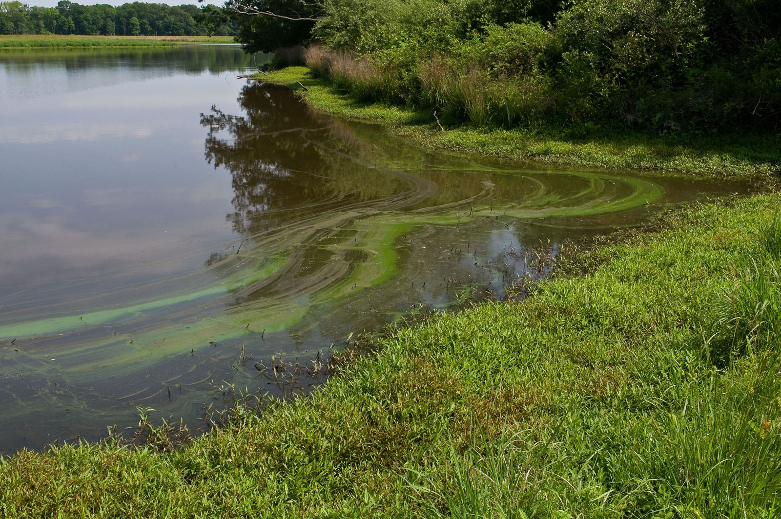 Too much nitrogen and phosphorus in the water causes algae to grow faster than ecosystems can handle, the EPA writes. | Photo and cutline by Eric Vance, U.S. EPA.