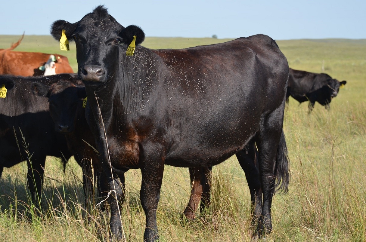 With summer grazing season almost here, now is the time to prepare a horn fly management plan.  Photo courtesy of Dave Boxler.