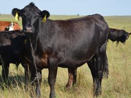 With summer grazing season is almost here, now is the time to prepare a horn fly management plan.  Photo courtesy of Dave Boxler.