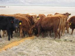 Producers grazing yearling cattle may want to evaluate the potential cost and benefits of supplementing ethanol co-products to yearling cattle grazing summer pasture.  Photo courtesy of Aaron Stalker.