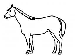 horseID.jpg
