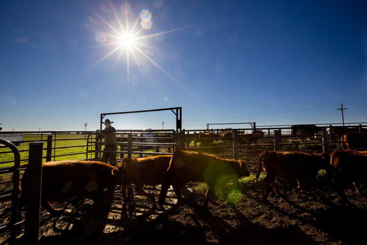 The UNL Beef Cow Basics-Plus course is now available online.  Photo courtesy Craig Chandler, University Communication..