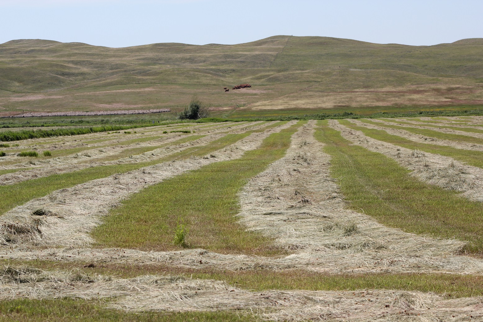 High quality hay should be harvested at the boot stage.  Photo courtesy of Troy Walz.