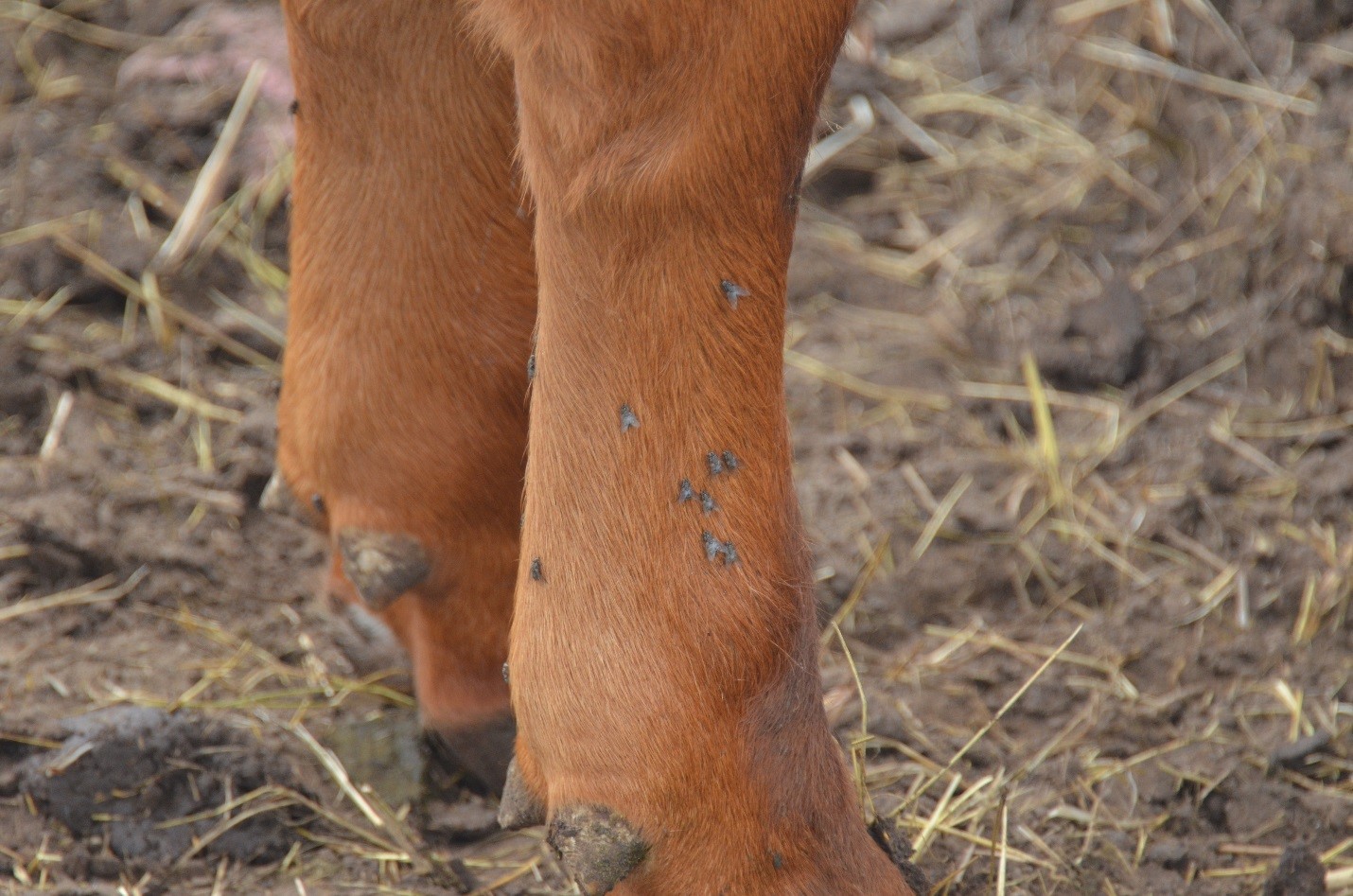 Stable flies taking a blood meal on front legs of a pastured animal. Photo courtesy of Dave Boxler.