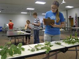 The 4-H Plant Science Contest includes tree identification.