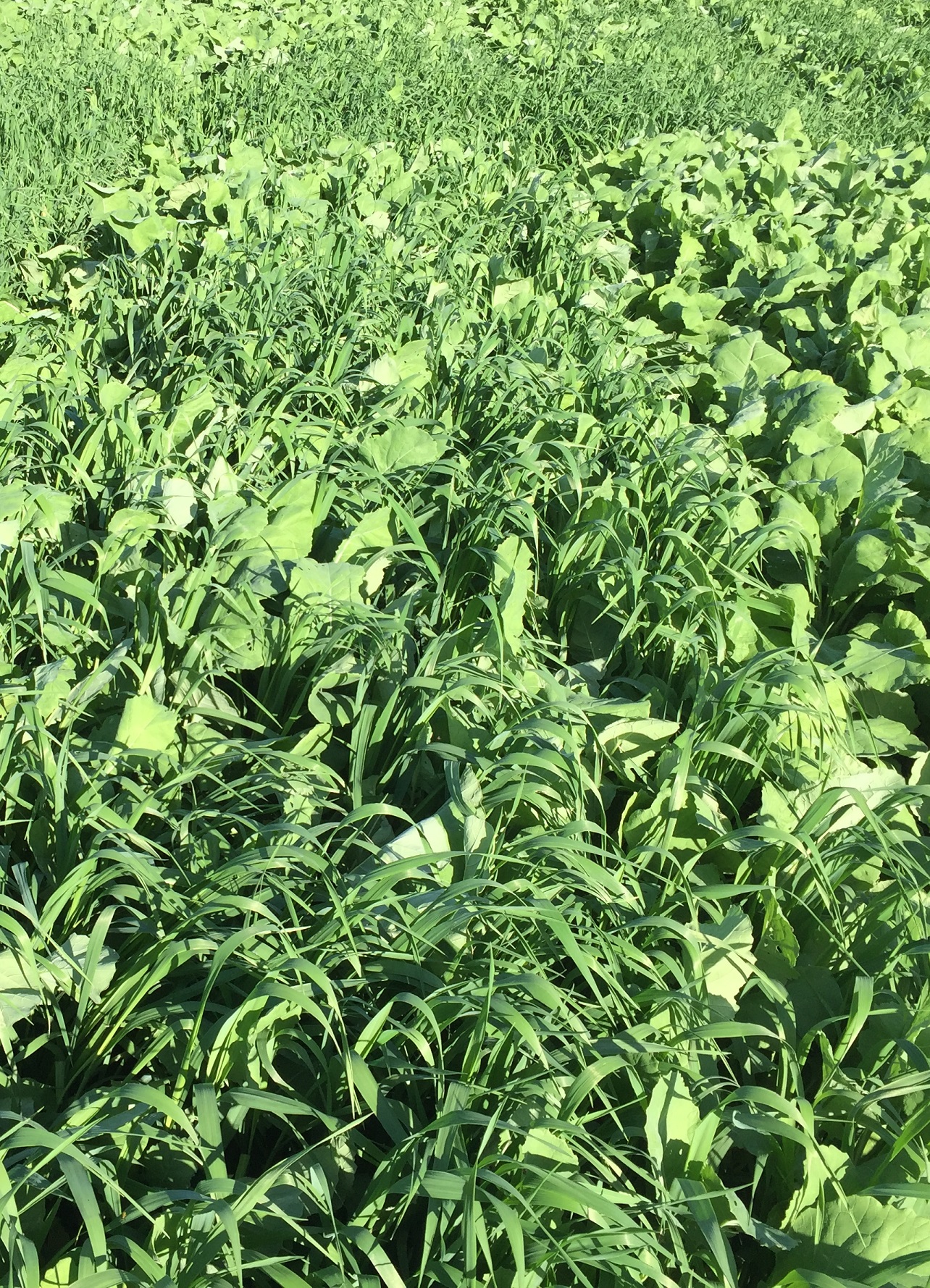 The Annual Forage Insurance Plan now includes a total of four growing seasons that cover the entire year.  Photo courtesy of Troy Walz.