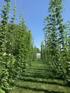 Hops growing on UNL's East Campus, June 2017.