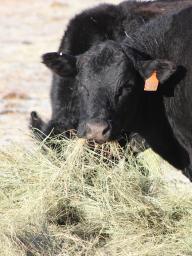 What feed resources would provide needed energy and protein for the least cost?  Photo courtwsy of Troy Walz.
