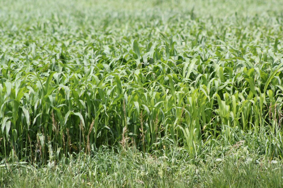 All sudangrass and sorghum-type hybrids can produce a compound called prussic acid that is potentially poisonous.  Photo courtesy of Troy Walz.