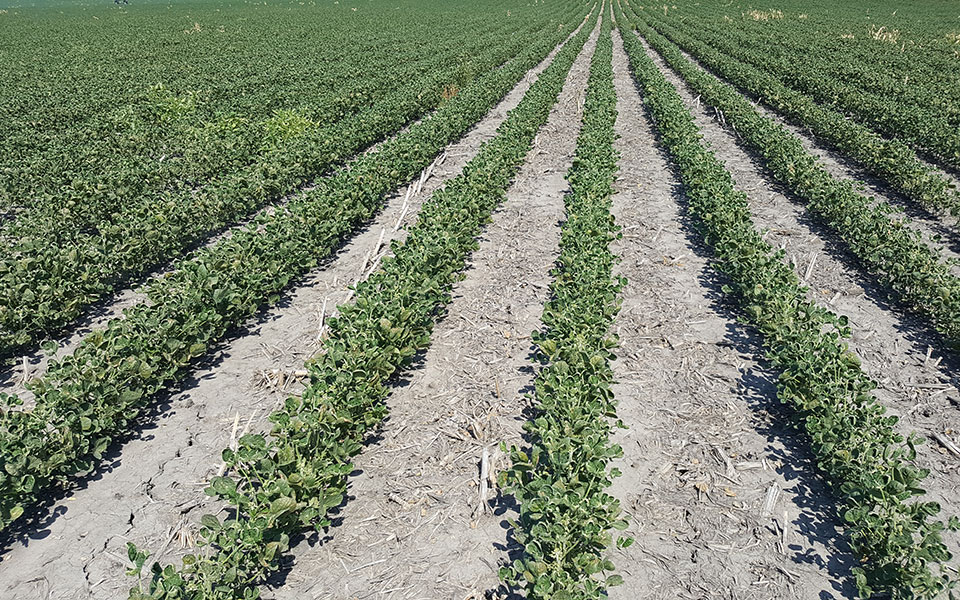 Dicamba injury symptoms can be seen in a Roundup Ready soybean field near Geneva.  |  Amit Jhala, Nebraska Extension  