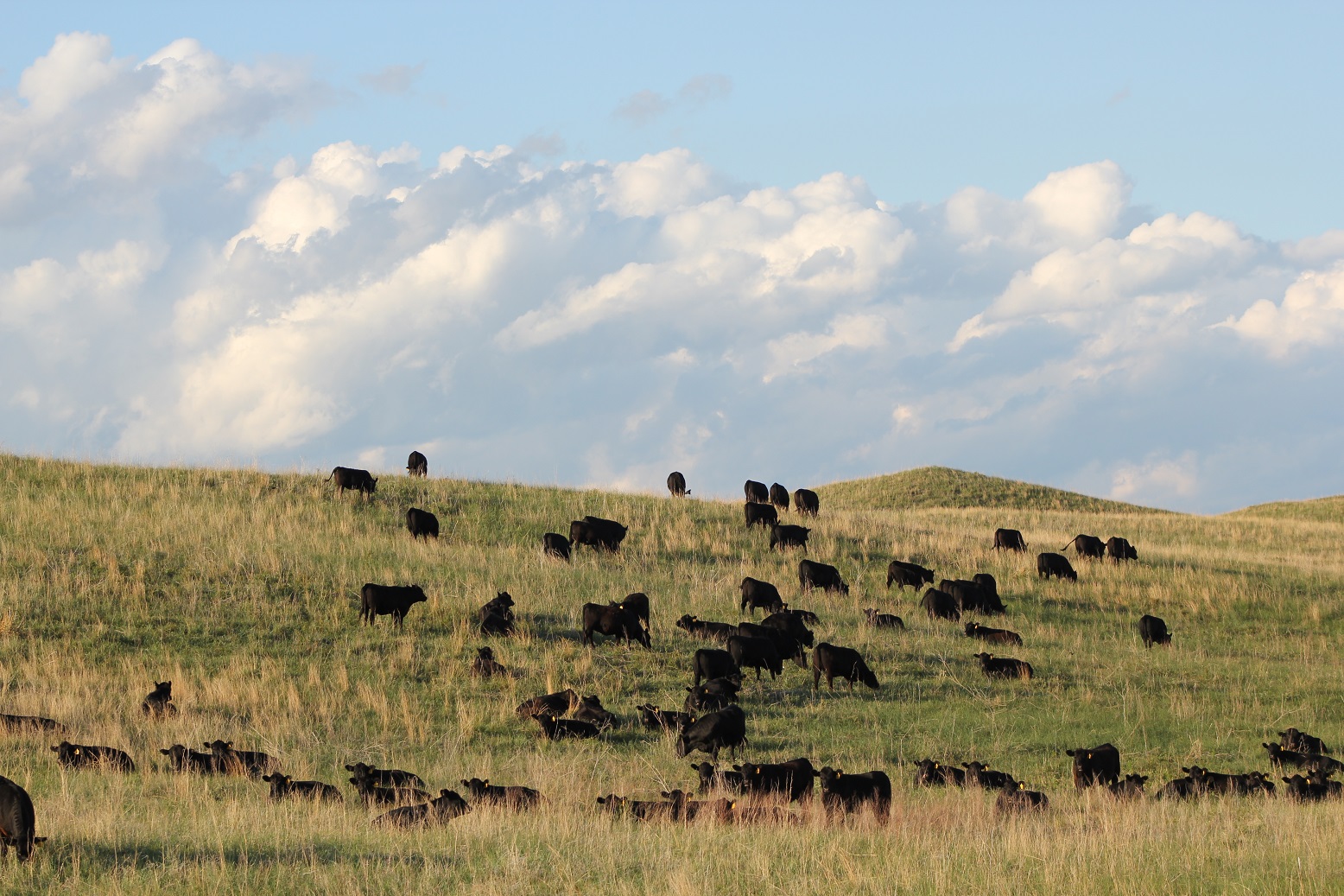 Developing a management plan and implementing a monitoring program is an investment into the future of your operation. Photo courtesy of Troy Walz.