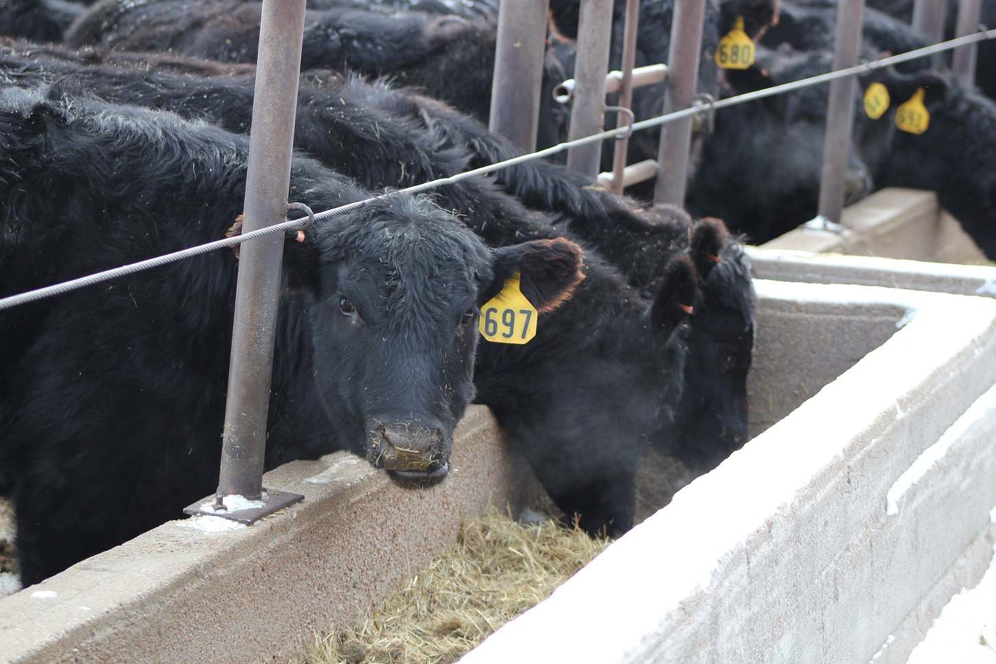 The overall goal of feed bunk management is to maintain consistency within the feeding system.  Photo courtesy of Troy Walz.