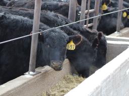 The overall goal of feed bunk management is to maintain consistency within the feeding system.  Photo courtesy of Troy Walz.