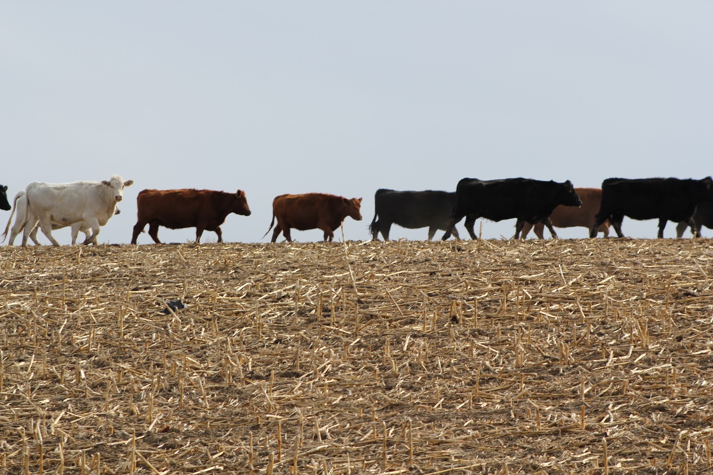 The primary objective of this exchange is to assist in the development of farmer-cattlemen relationships.  Photo courtesy of Troy Walz.